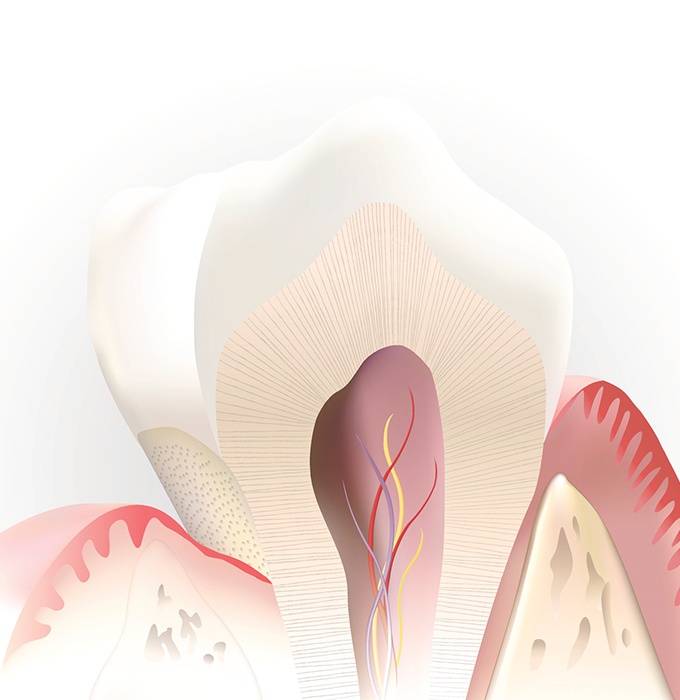 Animated inside of tooth after pulp therapy